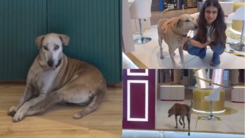 Meet Mr Jio, the resident pup of Mukesh Ambani's Jio World Drive in Mumbai; internet calls him ‘extremely friendly’