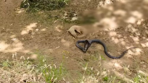 Mongoose and cobra engage in a deadly fight. Fascinatingly scary video goes viral