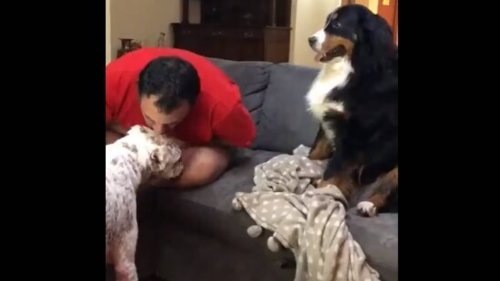 Jealous dog has the most dramatic reaction ever as human kisses another pooch. Watch