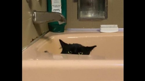 Cat sneaks into bathtub, 'spies' on human as they get ready for a bath. Watch