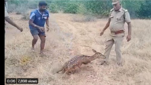 Spotted deer runs back into wild after being rescued. Watch delightful video
