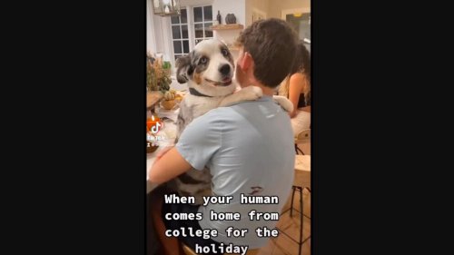 Dog can’t stop hugging human after he returns home from college for holiday. Watch