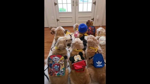 Pet mom shares adorably cute video of dogs waiting for school bus. Watch