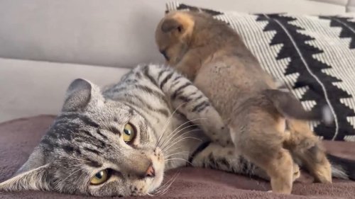 Cat meets many puppies for the first time, gets grumpy but sits with them. Watch