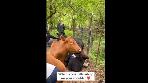 Cow falls asleep on woman’s shoulder, she sits still without moving. Watch sweet video