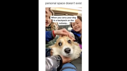 Kids pet dog carried by human in a backpack on the subway. Watch adorable video
