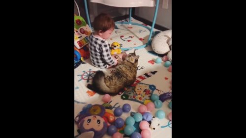 Cat tries soothing crying baby, succeeds. Watch wholesome video