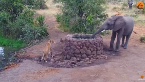 Elephant sprays water on lioness hiding from it, scares away big cat. Watch