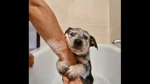 Dog holds human's hand tightly while having its first bath. Watch viral video
