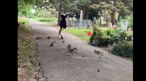 Squirrels run with a man who feeds them daily while jogging. Watch