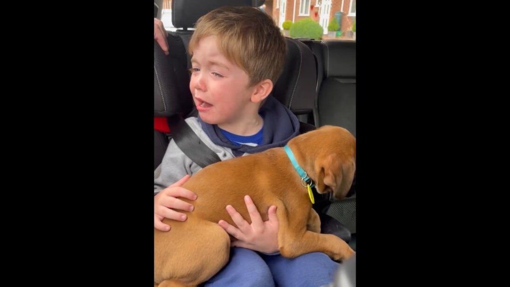 🐶 The Best Dog in the World 🐶 - cover