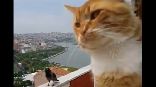 Video of cat ‘talking’ with crow makes people wonder about their conversation topic