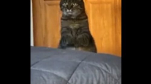 Human shares the way their friend’s cat asks for treat. It’s funny and adorable