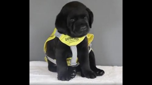 Puppy training to be guide dog falls asleep during photoshoot. Watch cute video