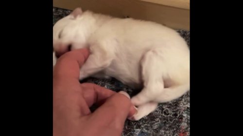 New-born puppy hasn't opened its eyes yet but loves getting belly rubs. Watch