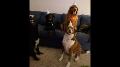 Pet dog ‘invites’ pooch friends over for birthday party. Watch when they arrive