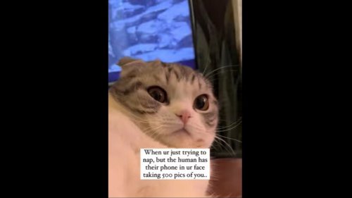 Pet cat reacts to human clicking photos of it when it’s trying to nap. Watch