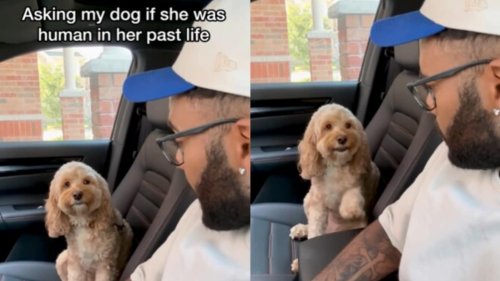 Man asks dog if she was human in another life, her response is…