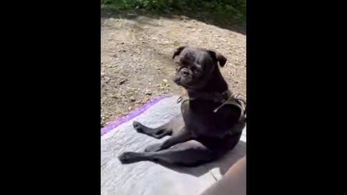Human takes indoor dogs camping, watch their hilarious reactions to the outdoors