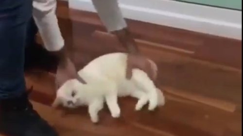 Man slides a cat on the floor, the feline loves it. Watch funny video