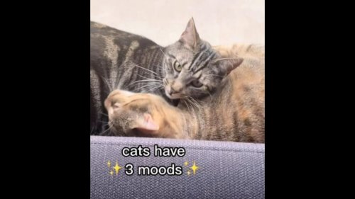 Viral cat video says felines 'only have three moods.' Watch to see if you agree