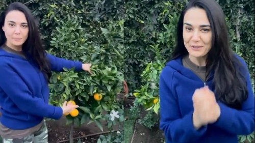 Preity Zinta takes fans on a tour of her kitchen garden in LA, shows latest orange harvest