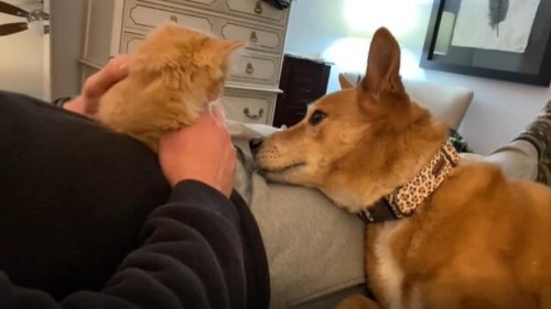Pet dad lets dog raise a kitten, records their growing bond