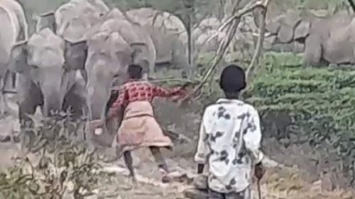 Man disturbs elephant, pokes it with a stick. Then this happens
