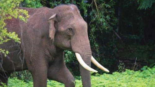 Protest In Idukki After Operation To Capture Rogue Elephant Stayed By ...