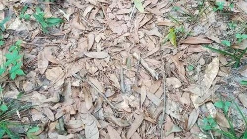 Beware! A sneaky snake is hiding in this baffling optical illusion, can you spot it in 10 seconds?