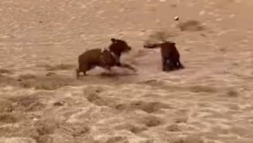 Dog visits beach to help pooch friend build its first sand castle. Watch viral video