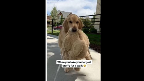 Dog takes large stuffed animal with it on walk and it’s adorable to watch