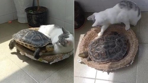 Tortoise tries to cuddle with cat on tiny bed. Kitty just doesn’t like it