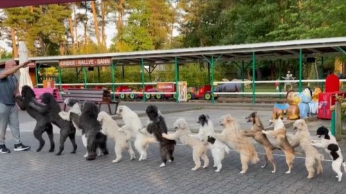 Watch| 14 dogs form conga line, set Guinness world record