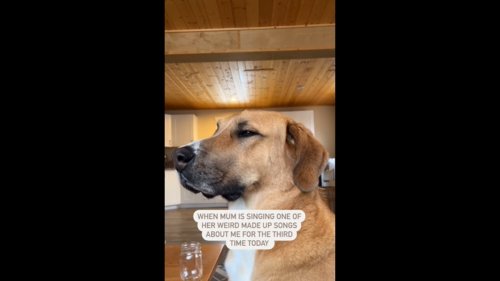 Dog gives ‘judgmental' side eye to pet mom singing a song for him. Watch