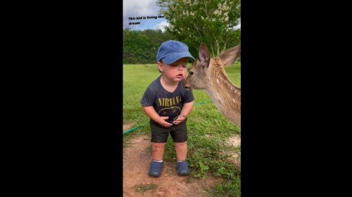 Little boy kisses baby deer and it’s just too adorable to watch