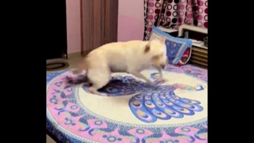 Labrador dog twirls to Mere Dholna from Bhool Bhulaiyaa in a viral video. Watch
