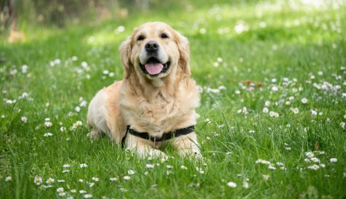 Bringing home a Labrador? From exercises to diet tips, here's your complete care guide for a healthy and happy companion