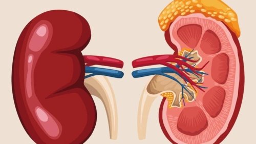 Weak kidneys? 6 effective home remedies to help improve kidney function