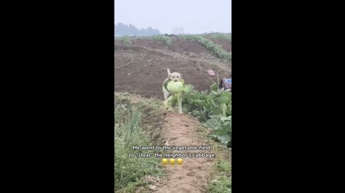 Dog ‘steals’ cabbage from neighbour’s garden. Watch hilarious video