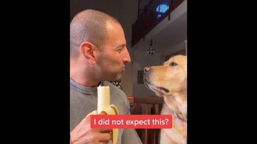 Cute Labrador dog is always where human is trying to eat. Watch funny video