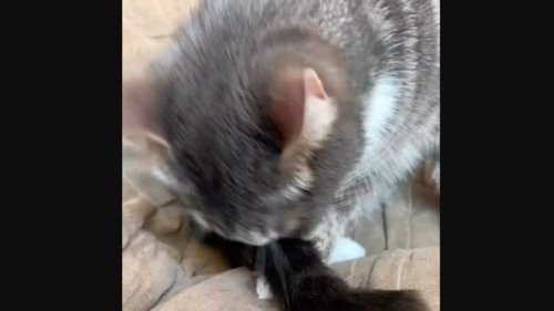 Human accidentally touches cat’s tail, kitty reacts. Video shows how