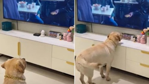 Dog tries to steal food shown on TV. Watch hilarious video