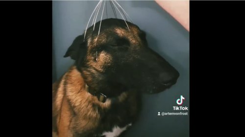 Dog’s reaction to getting a head massage will leave you chuckling. Watch