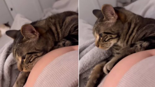 Cat ‘weirded out’ by baby kicks while lying on pregnant woman