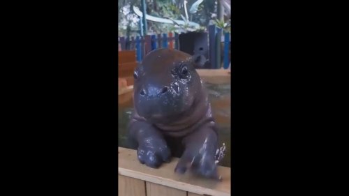 Video of baby hippos learning how to swim is aww-dorable. Watch
