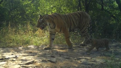 Ranthambore tigress gives birth to 3 cubs; big cat tally at park rises to 77