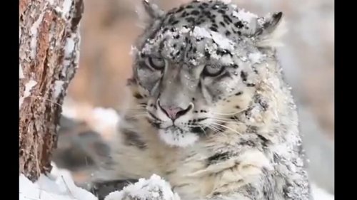Mesmerising video of a snow leopard relaxing will leave you stunned. Watch