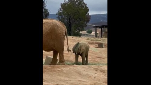 Baby elephant puts grass on head while having meal. Watch funnily cute video