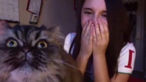 Cat shows its ‘singing skills’ by interrupting opera singer’s practice session. Watch